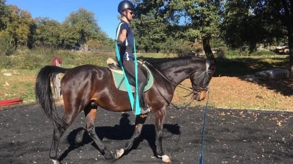 Reiten für Fortgeschrittene